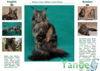 Cайт - Питомник кошек Мейн-Кун Lynx Place фотографии мейн-кун котят (coonplace.ru)